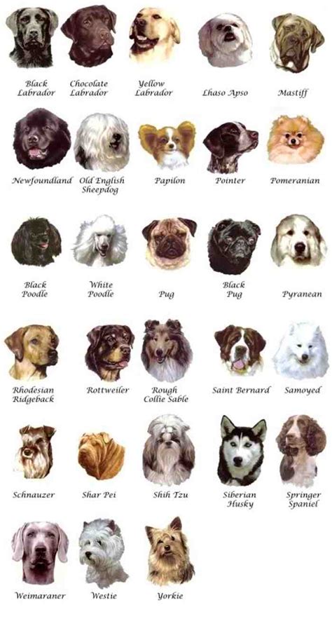 Pictures of Dog Breeds - Dog Breeders Guide
