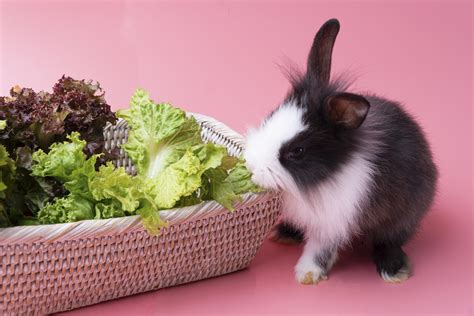 How Much Lettuce Can A Rabbit Eat - Gegu Pet