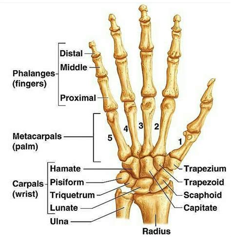 Drab Hand Anatomy Bones Free Photos - Www