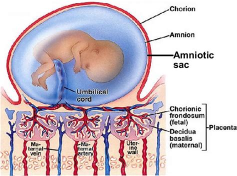 Amniotic sac definition, amniotic sac function & amniotic sac rupture