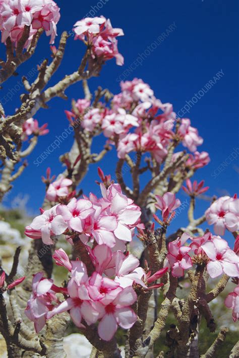 Desert rose flowers - Stock Image - B760/0498 - Science Photo Library