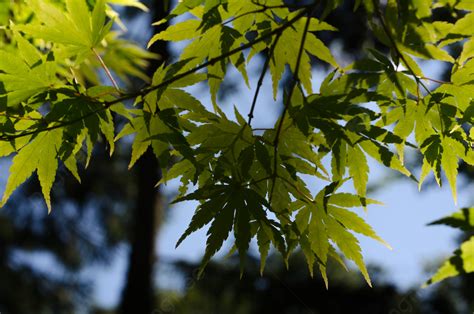 Japanese Maple Leaves Aceraceae Trees Forest Photo Background And ...