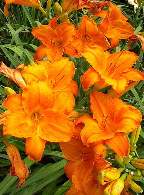 Orange daylilies | Plants, Flower garden, Flowers