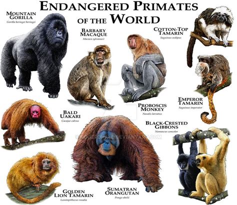 Endangered Primates of the World | Primates, Most endangered animals, Prehistoric animals