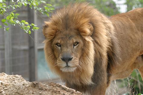 Lion Manes Linked to Climate | Newswise: News for Journalists