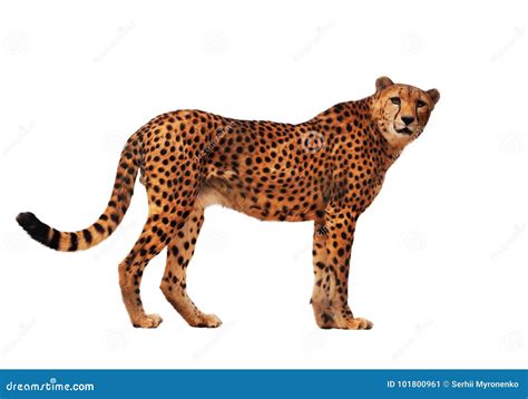 Cheetah Spotted Isolated at White Stock Image - Image of side, isolated: 101800961