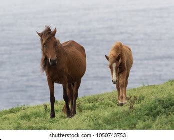 166 Yonaguni horses Images, Stock Photos & Vectors | Shutterstock