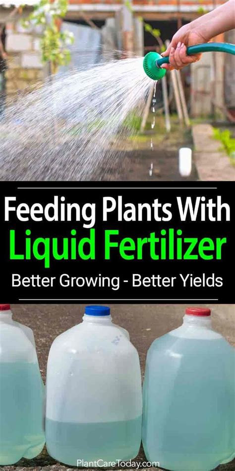 Liquid fertilizer many home gardeners use because of fast results, easy ...