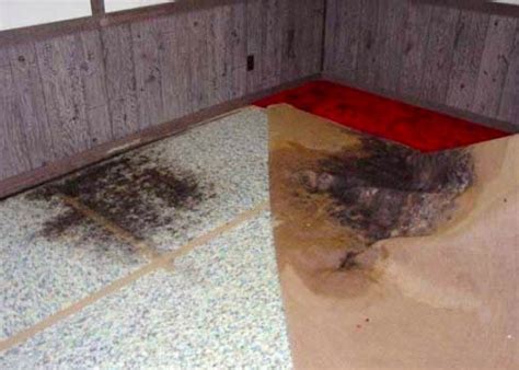 how to remove mold from carpet