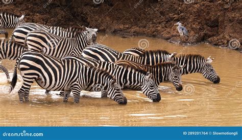 Grant S Zebra, Equus Burchelli Boehmi, Herd at Waterhole, Nairobi Park ...