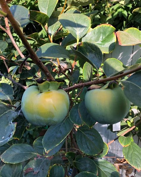 Hachiya persimmon growing nicely. Had around a dozen and a half growing ...