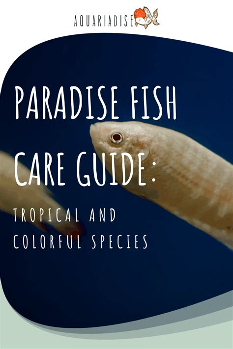 Paradise Fish Care Guide: Tropical and Colorful Species - Aquariadise