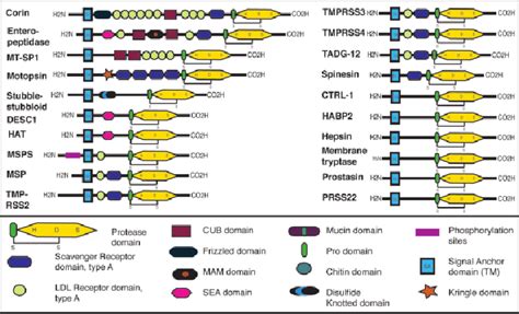 Domain Diagram of Membrane Type Serine Protease Family Members. The ...