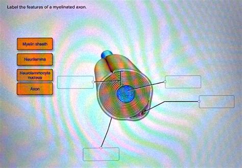 SOLVED: Label the features of a myelinated axon. Myelin sheath Neurilemma Neurolemmocyte nucleus ...