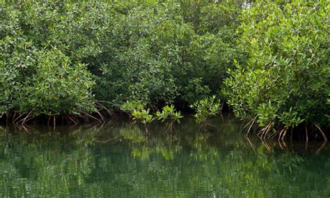 Mangroves mean life for coastal communities throughout the tropics ...