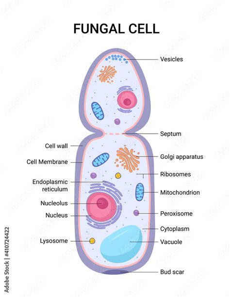 Vector illustration of the Fungal cell anatomy structure. Educational ...