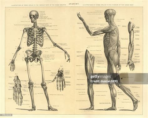 Human Anatomy Skeleton And Muscles Of The Body High-Res Vector Graphic - Getty Images