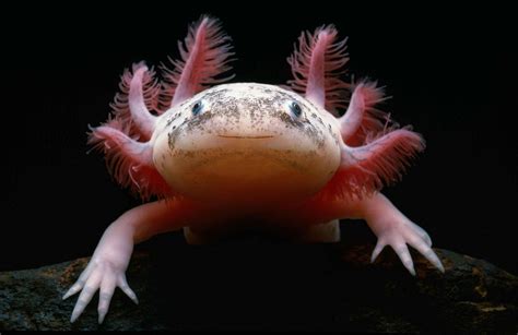 Axolotl - Pictures, Diet, Breeding, Life Cycle, Facts, Habitat, Behavior | Animals Adda