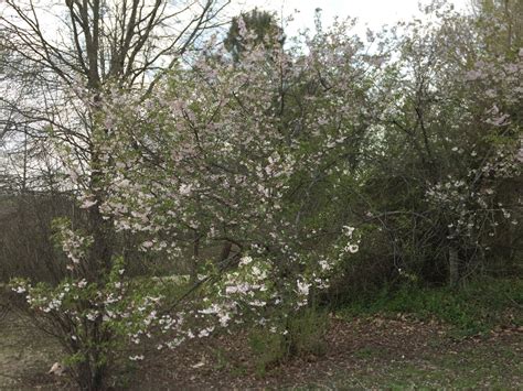 Prunus mume (Japanese Apricot) | North Carolina Extension Gardener ...