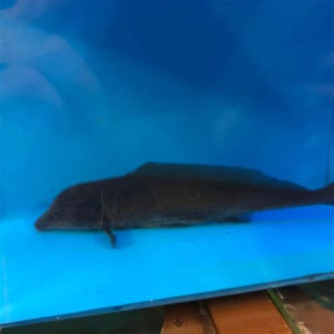 Freshwater dolphin fish for sale - Exotic Fish Shop - 774-400-4598