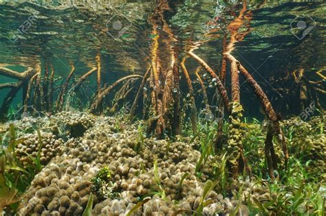 Mangrove Roots Underwater Sea With Corals And Turtlegrass, Bahamas ...