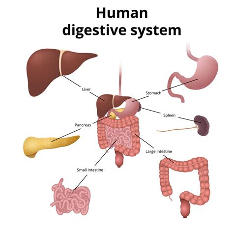 Digestive System Model – Science Experiments for Kids Digestive System Organs, Digestive System ...