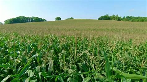 Stock Video Corn Field Before Harvest Live Wallpaper For PC