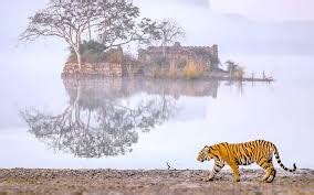 Rajasthan Safari: Exploring Wildlife in the Thar Desert - Travel