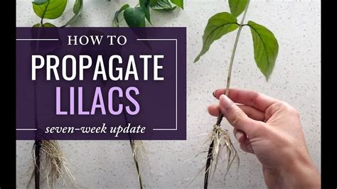 Propagating & Rooting Lilac Cuttings (7 week update) - YouTube