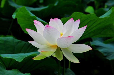 Lotus Flower Wallpapers - Wallpaper Cave