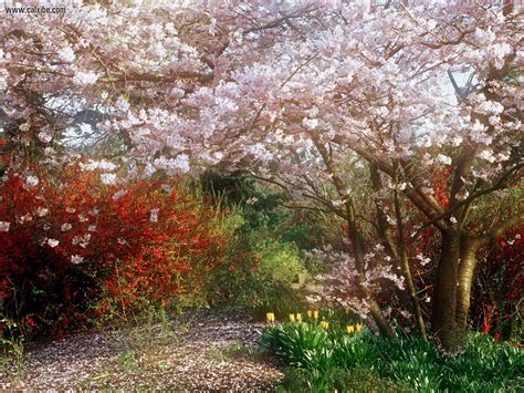 🔥 Free Download Nature Japanese Cherry Tree Desktop Wallpaper Nr by @dorisb71 | WallpaperSafari