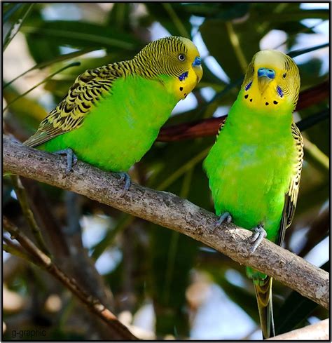 Budgerigars Parakeets of Australia | Birds | Pinterest | Parakeets, Budgies and Bird