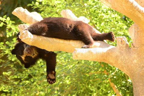 Asiatic Bear Cub In Tree stock image. Image of pose, exotic - 34557027