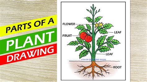 How to draw parts of plant idea, Parts of a plant diagram, Parts of ...