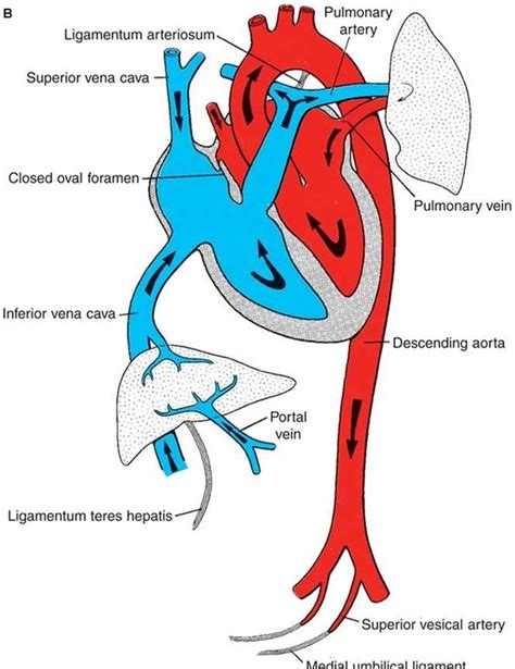 Fetal Blood Circulation Steps