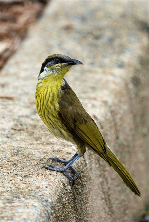 Varied Honeyeater in Australia 25924035 Stock Photo at Vecteezy