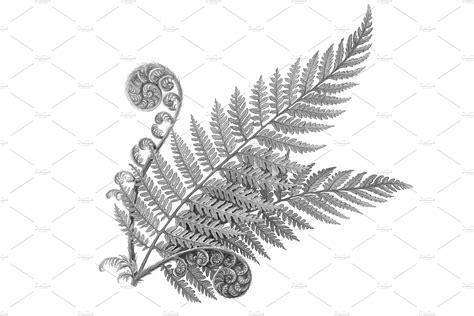 Silver Fern Pencil Illustration | Illustrations ~ Creative Market