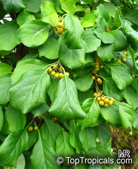 Celastrus orbiculatus, Oriental Bittersweet, Climbing Spindleberry