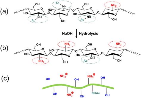 (a) Chemical structure of unmodified chitin; (b) chemical structure of... | Download Scientific ...