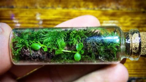 How to build a tiny bottle terrarium – Artofit