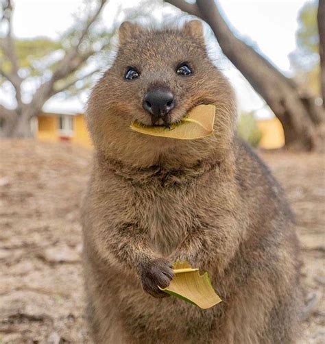 This cute quokka eating a leaf #Music #IndieArtist #Chicago | Quokka, Koala bear, Cute animals