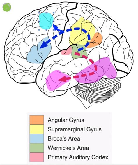 Wernicke's Area ~ Whole Brain Axiom