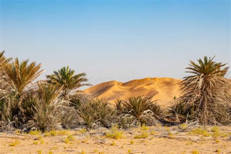 Oasis in the Desert of Rub Al Khali or Empty Quarter Stock Photo - Image of outdoor, khali ...