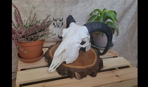 Real Ram Skull Real Domestic Sheep Skull A Great Gift for a Hunter Wall ...