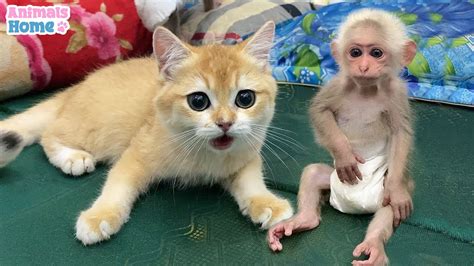 Monkey BiBi plays friendly with cute cat - YouTube