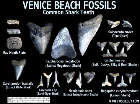 Fossilguy.com: Guide to Venice Beach Fossil Shark Teeth Hunting