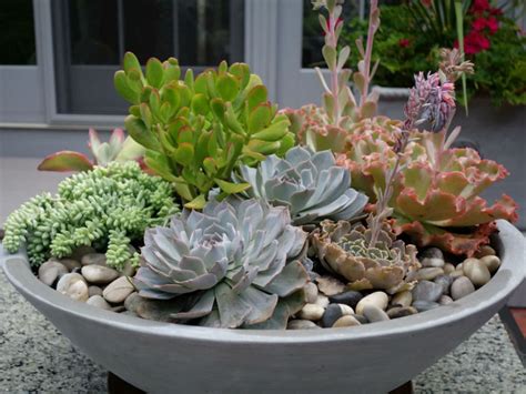 How to Plant Your Own Succulent Bowl - World of Succulents | Succulent ...