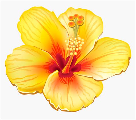 Tropical Flower Transparent Background, HD Png Download - kindpng