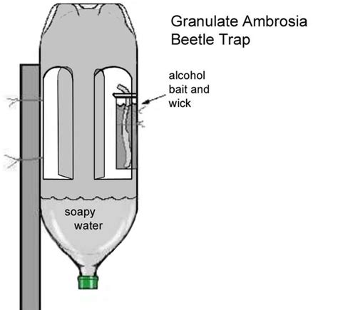 Granulate (Asian) Ambrosia Beetle | NC State Extension Publications