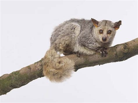 Galago (Bush Baby) - It's Nature - Mammals